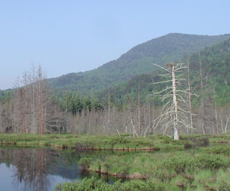 An osprey nest stands out in front of a N.H. mountain range.