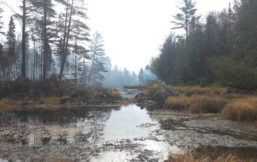 Forested area burned by wildfire.