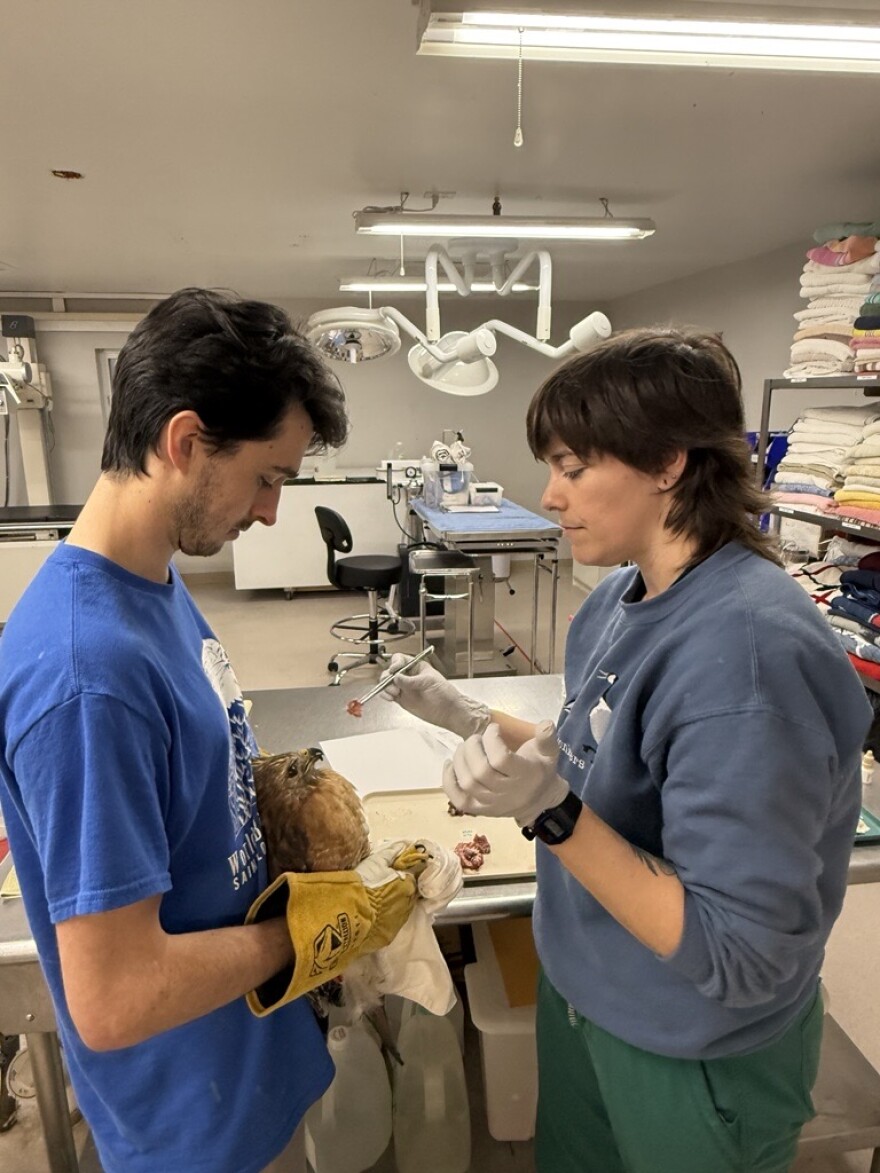 A man in a blue shirt wears large yellow mittens and holds a red-shouldered hawk. A person in a blue sweatshirt stands in front of the hawk, holding a piece of meat with tweezers.