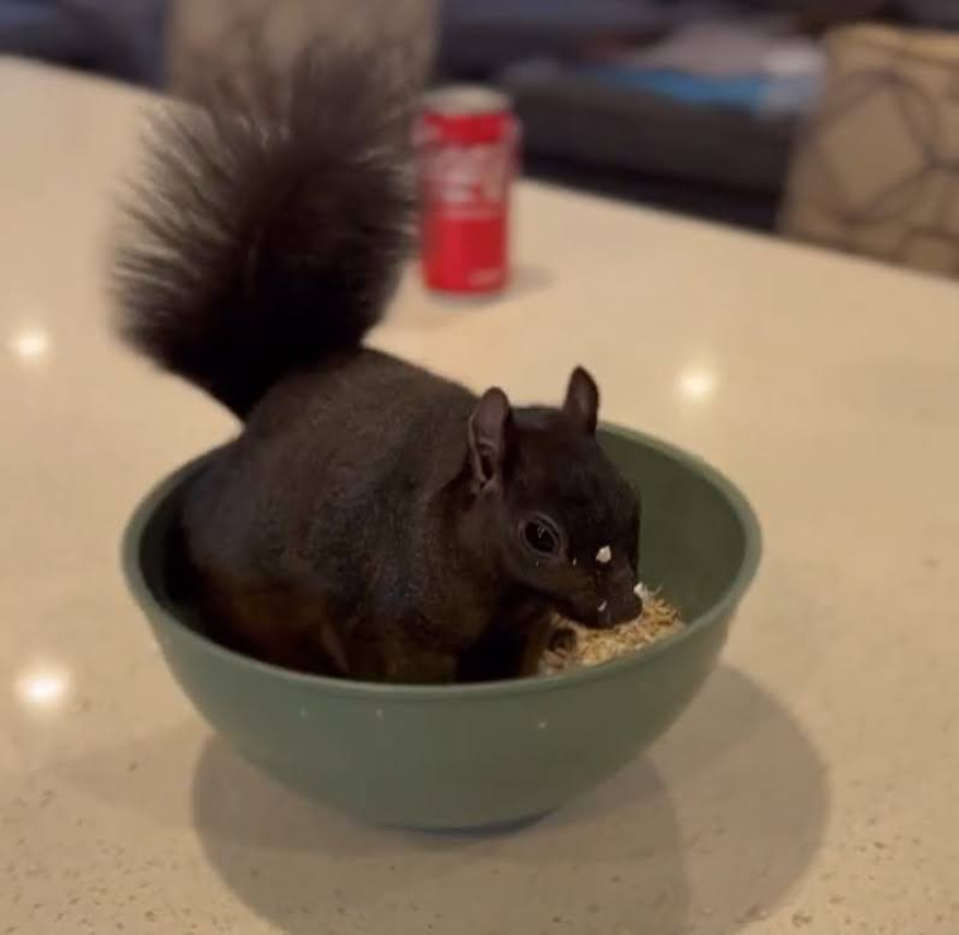 Mark Longo said he rescued Peanut from Midtown as a newborn squirrel.