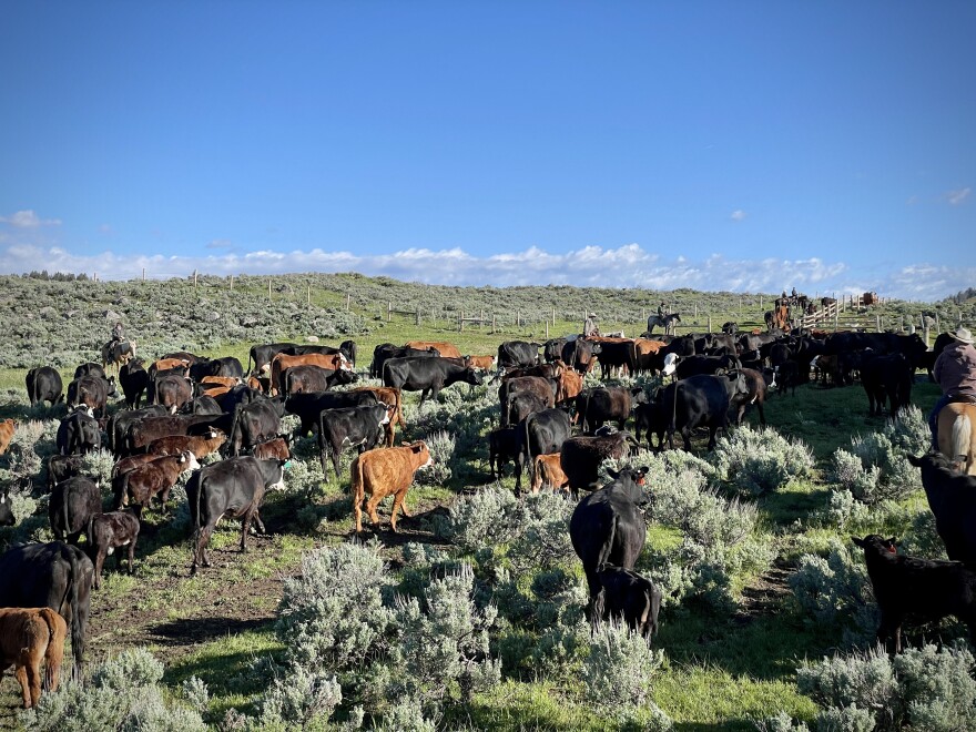 A herd of cattle move through the sagebrush with a horse and rider in the distance guiding them. 