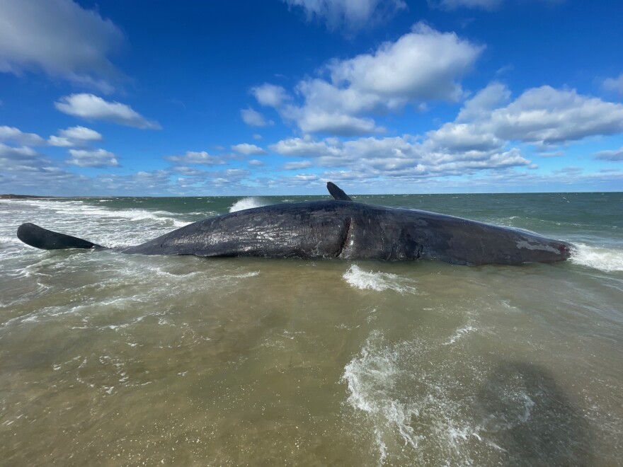 A dead sperm whale in shallow water with a visible gash on its side