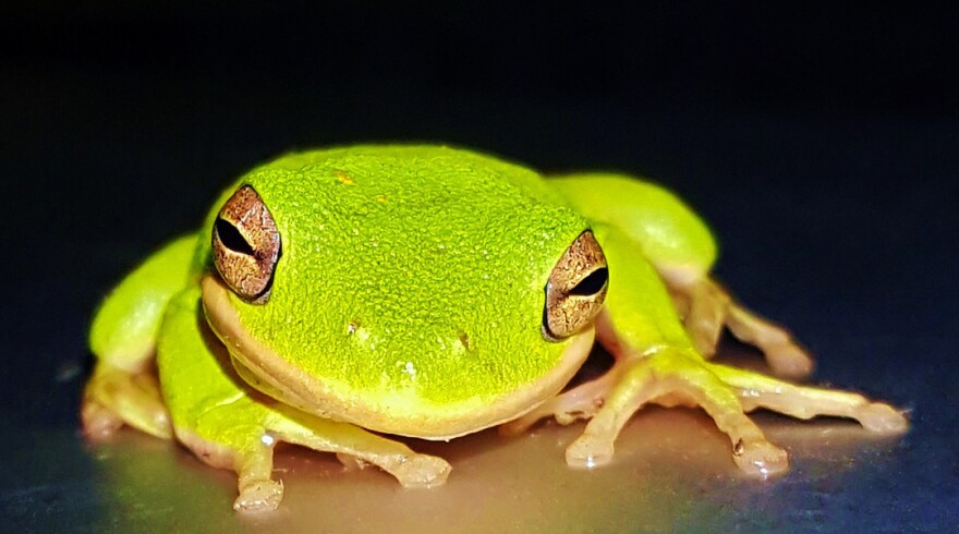 American green tree frog