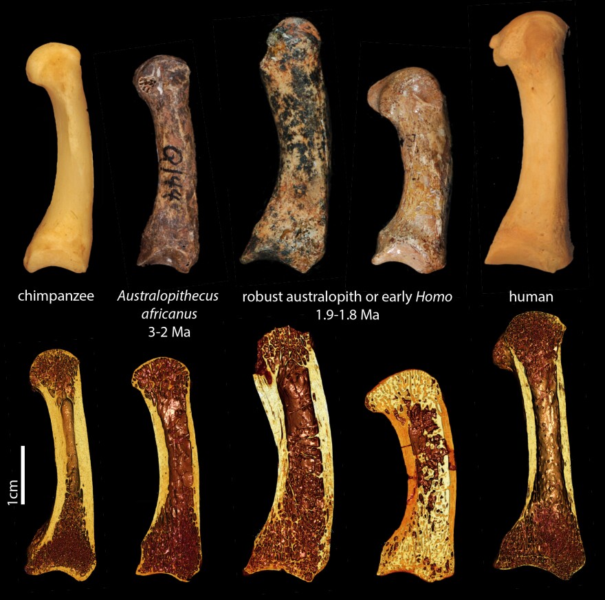 (Top row) First metacarpals of the thumb in (from left to right) a chimpanzee, fossil hominins <em>Australopithecus africanus,</em> and two specimens belonging to either a robust <em>australopith</em> or early <em>Homo,</em> and a human. The bottom row shows 3D renderings from the microCT scans of the same specimens, showing a cross-section of the spongy trabecular bone inside.