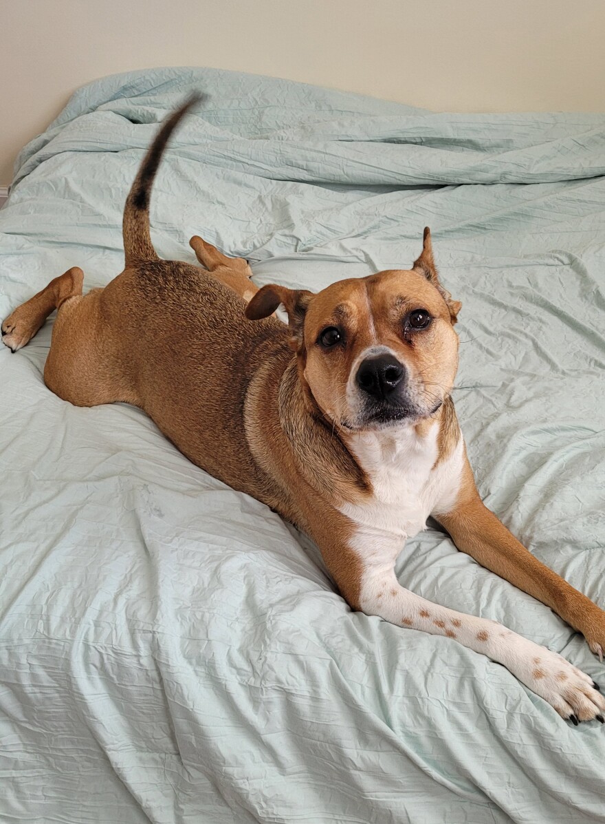 Coriander Hagi (with mom Randi) says that pit-hound mixes make the very best pets of all!