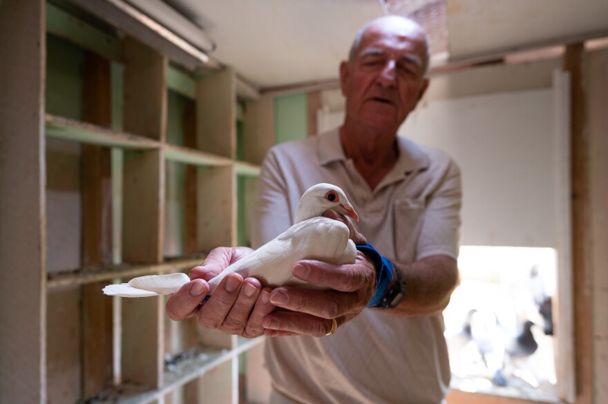 Klipsch keeps his pigeons — about 80 in total — in a converted garden shed behind his house, outfitted with a large landing board in front and handmade perches inside. “The pigeons can't tell you how they're feeling, so you’ve got to use all your judgment and knowledge to determine whether or not that pigeon is good enough to fly," Klipsch said.