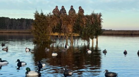 The North Carolina Outdoors Coalition opposes Cedar Point's proposal to nearly triple the waterfowl-hunting setback from 450 feet to 1,200 feet. While acknowledging complaints regarding proximity, hunting advocates argue that a blanket 1,200-foot restriction along the riverbank would eliminate highly utilized, historic hunting blinds passed down through generations.