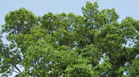 Hackberry Tree
