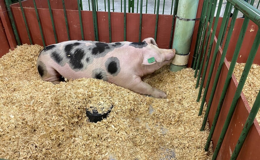 A pig relaxes in its pen at the fair.