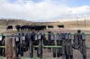 Black collars with screens on them hang on a fence in the foreground, with a herd of black cows in the background.