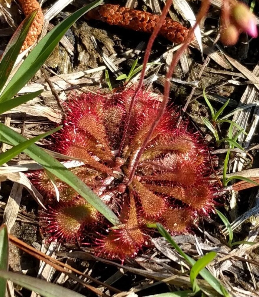 dwarf sundew