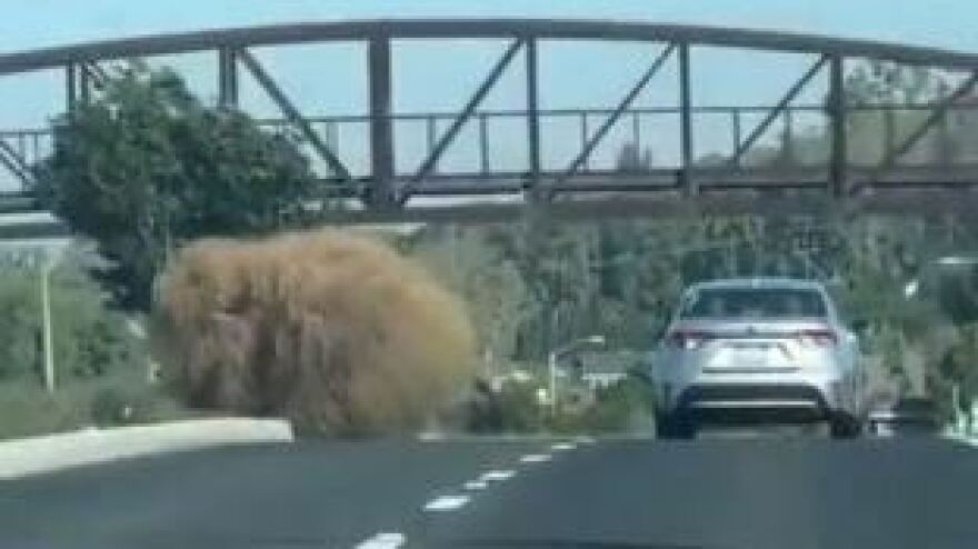 A tumbleweed roughly the size of a car was captured on video this week and posted on X, where commenters compared it to a giant hairball, belly lint gone wild, and the critters from a 1986 sci-fi horror movie.