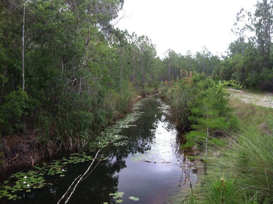 The Otter Sink Project works to reverse decades old drainage practices and canals in order to restore a more natural wetland environment.