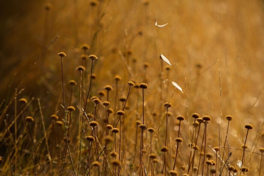 flowers in field