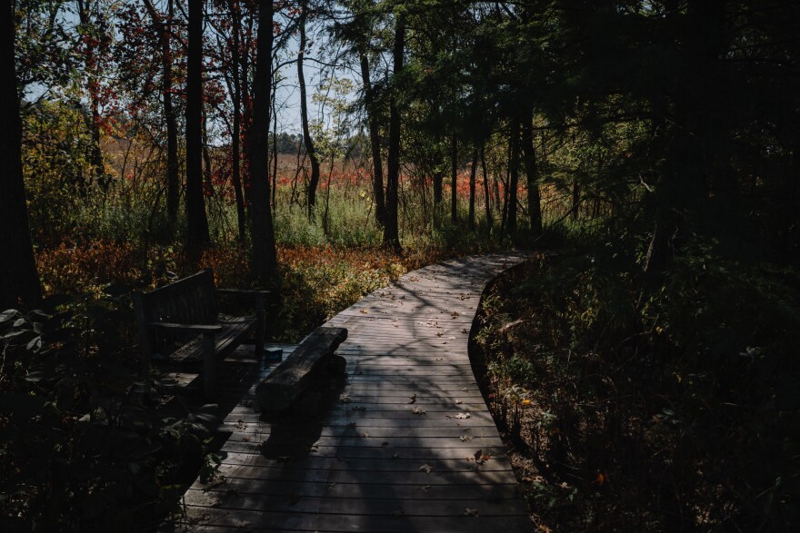 A woodland at the Shaw Nature Reserve.