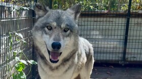 Thor the gray wolf