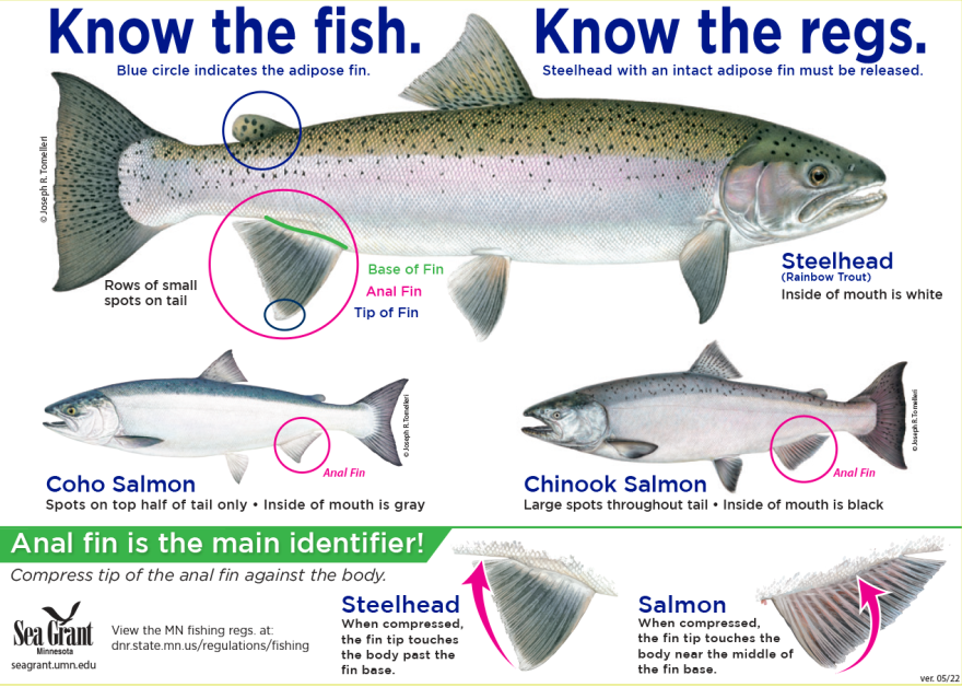 Chart of fish, showing different between salmon and steelhead