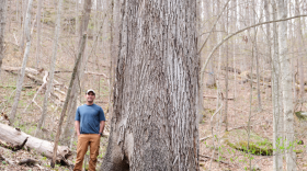 Jim Scheff stands with the largest known red hickory (Carya ovalis) in the world in a logging unit in the South Red Bird project area.