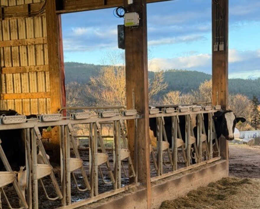 Cows at the Grafton County Farm are tracked using pills inside their stomachs, allowing farmer Ben White to keep a close eye on their health.