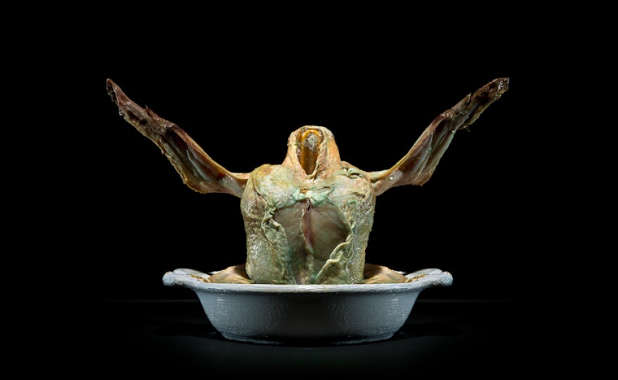 Chicken | Place of production: Behamberg, Austria | Transporting distance: 183 km | Carbon footprint (total) per kg: 3,54 kg | Water requirement (total) per kg: 1551 L