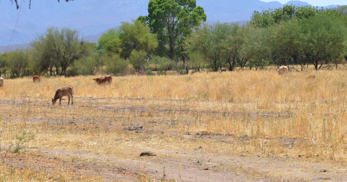 Arizona border to reopen to cattle, despite screwworm detection in Sonora