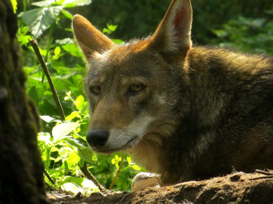 Jacob_WolfHaven.jpg
