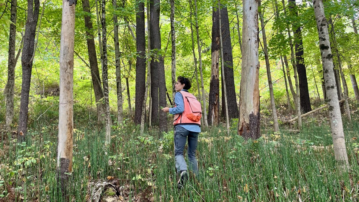 ‘A rogue’s gallery’: Vermont’s most destructive invasive species