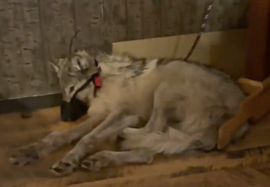 An alive wolf, wearing a muzzle and leashed, lying on a wooden floor.