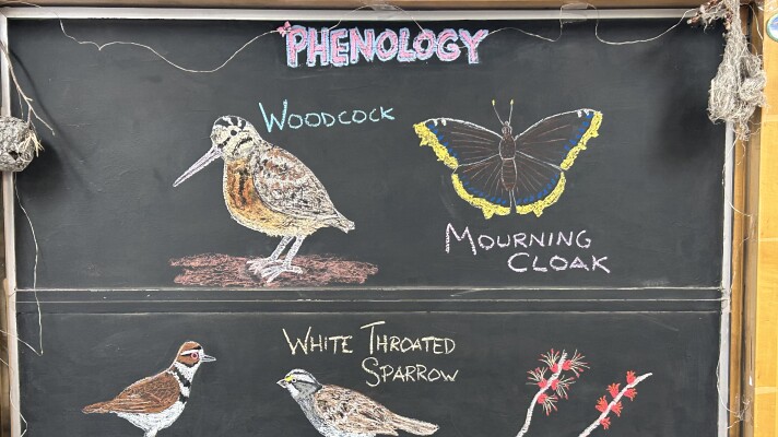 chalk illustrations show a Killdeer, a White-throated Sparrow, a silver maple, a mourning cloak butterfly, and an American Woodcock.