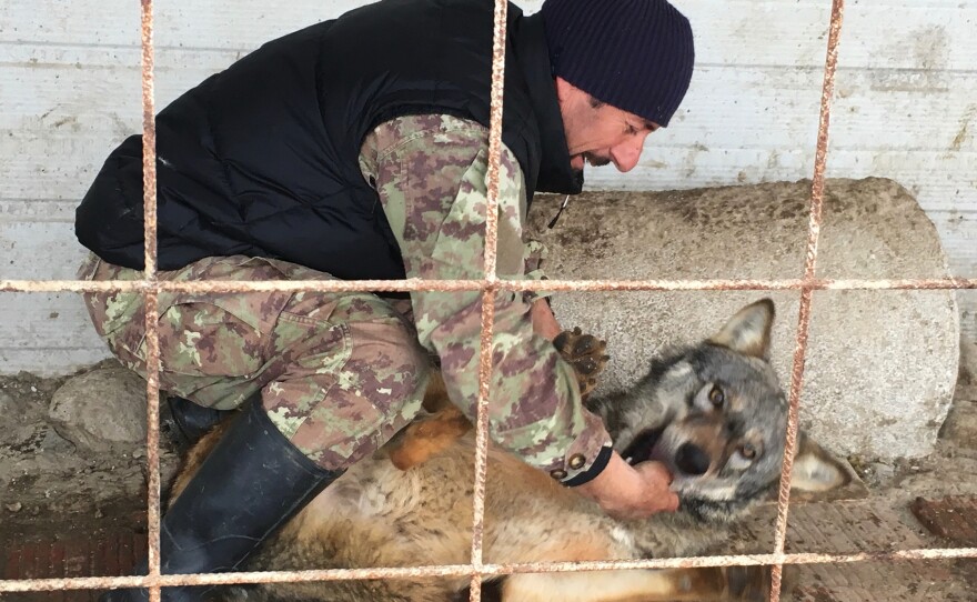 Hysni Rexha, 51, is a farmer in western Kosovo. He named his favorite wolf after Donald Trump.