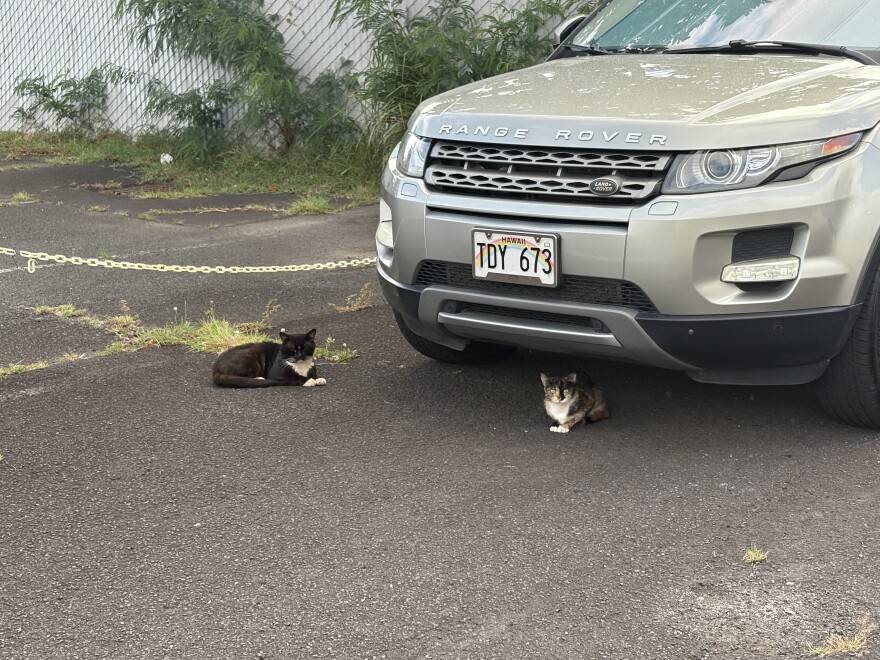 Stray cats sitting under car in Kapalama Hale parking lot