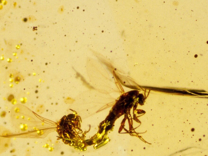 Mating dipteral insects from 125 million years ago, captured in amber.