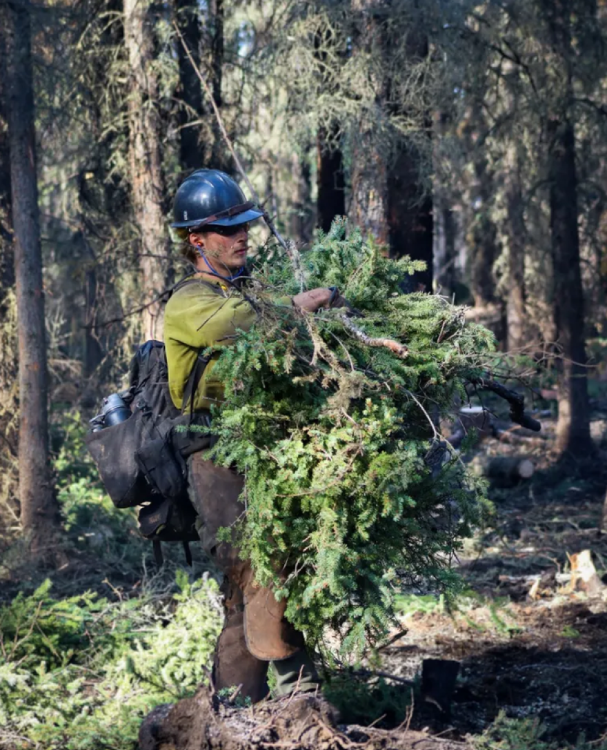 A member of the Alaska Division of Forestry and Fire Protection Gannet Glacier crew pulls out an armload of spruce branches Monday while clearing an area burned-over by the Mukluk Fire.