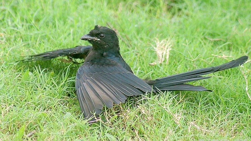 Bird "anting."