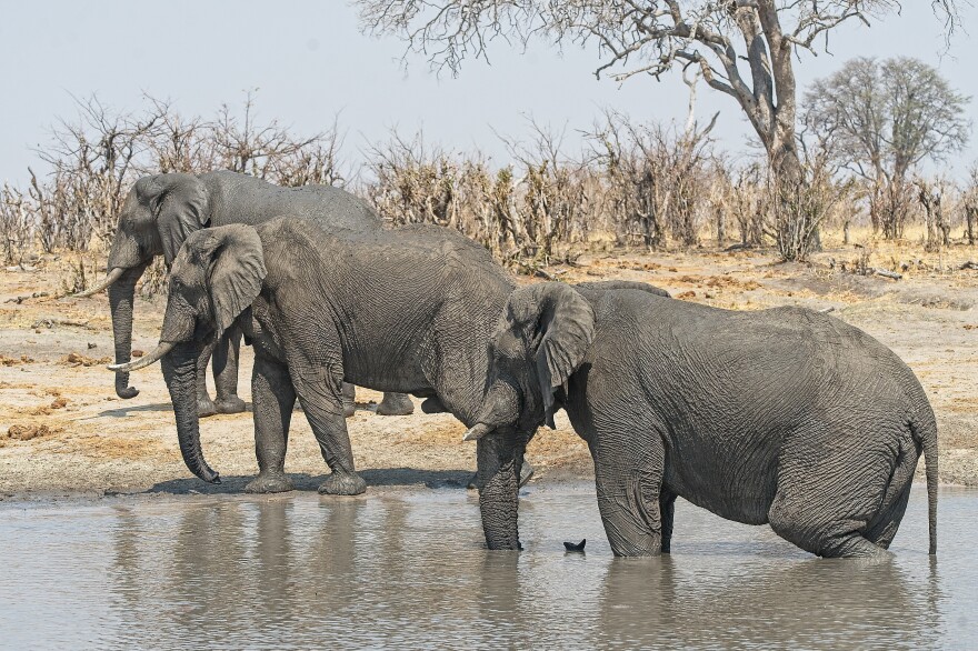 Elephants at a water pan in Hwange National Park in north western Zimbabwe. The sanctuary has a capacity for 15,000 elephants, but it currently hosts more than 45,000 according to ZimParks, the country's wildlife management authority.