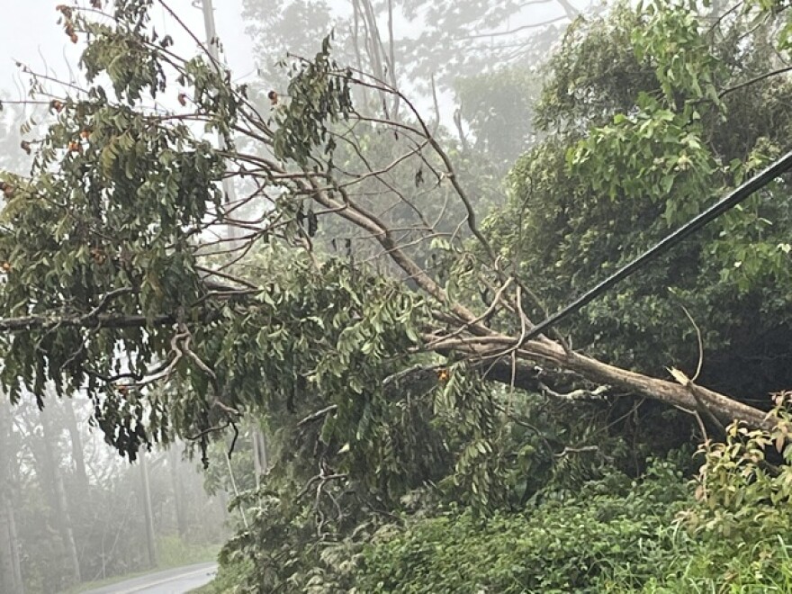 A large tree leans on power lines in Kaoloko Mauka on Hawaiʻi Island on Monday, Aug. 17.