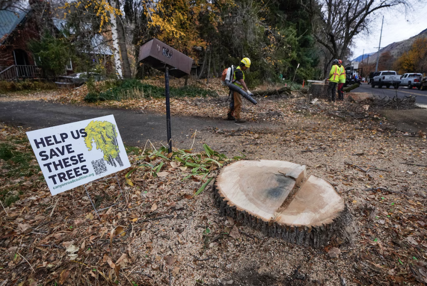 A sign says "Help us save these trees" next to a stump. In the background, people wearing high-visibility clothes work. 