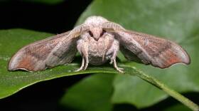 The Melsheimer's Sack-bearer moth. (Courtesy Mike Nelson)