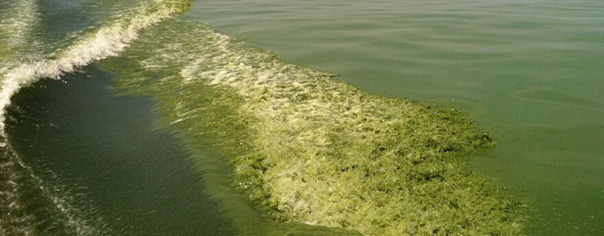 Boat Wake Through Harmful Algal Bloom