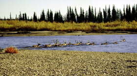 Caribou swim across the Selawik River in an undated photo.