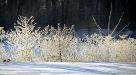 Winter Weeds