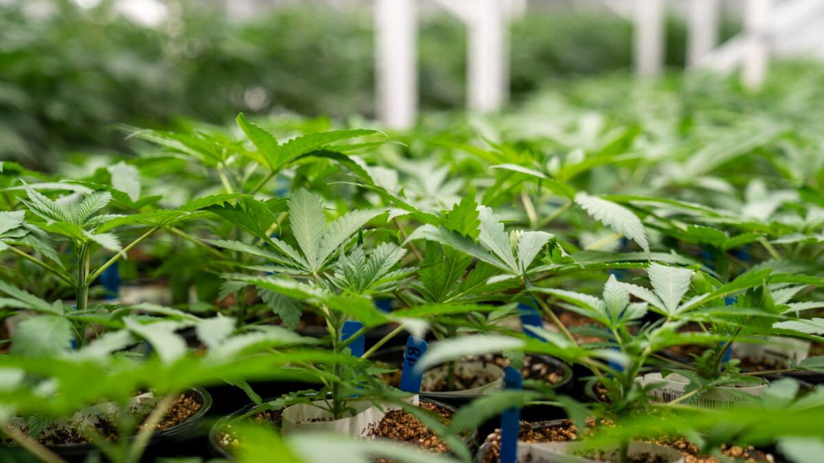 A look at 3 1/2 years of pot expungement in Illinois - Vimarsana News
