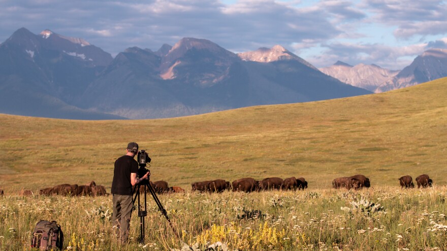 A person sets up a camera in front of a field of buffalo.