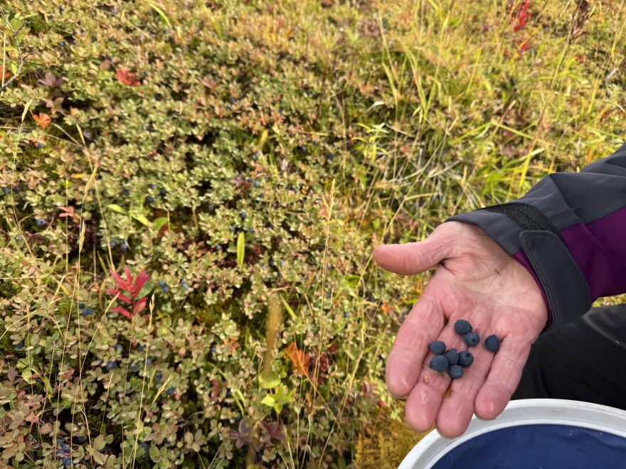 Lowbush blueberries in Unalaska.