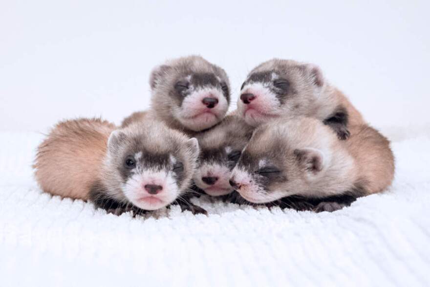 Black-footed ferrets from the Phoenix Zoo's captive breeding program. (Courtesy of Phoenix Zoo)