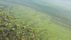 This 2015 photo of Richmond's Lake Reba shows scum from algal blooms, which can contain high levels of cyanotoxins that are harmful to humans and pets.