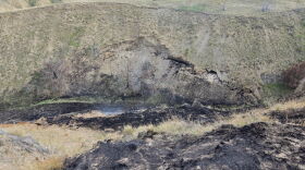 A wildfire caused by an exposed burning coal seam from May of 2025, image depicts blackened and smoking grass near the exposed seam.