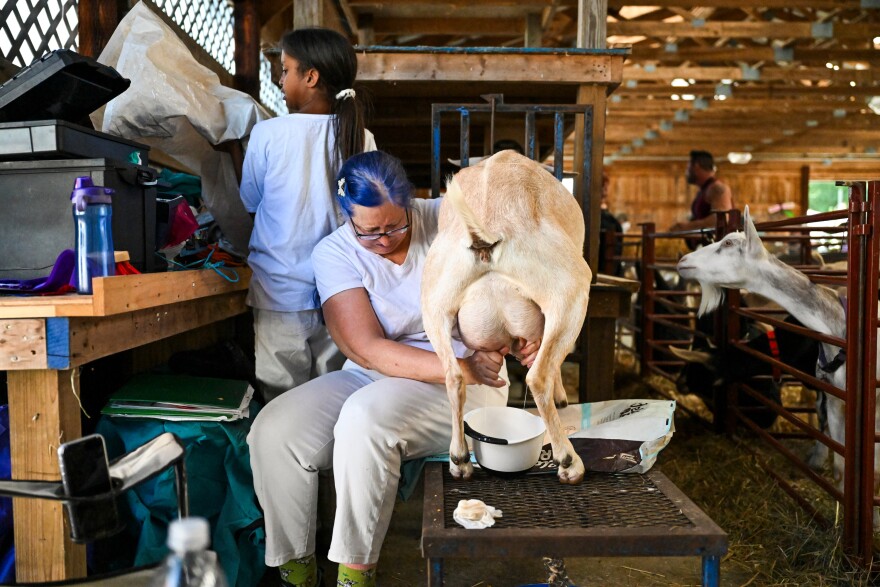 As the sun begins to set, and the competitions have ended, Julianna Conner helps Goat Handler Sue Clark tend to the goats on Friday August 30. Julianna puts away the feed for the goats and Sue begins to milk an engorged goat to help make it feel more comfortable. Both Sue and Julianna have not left the goats once today, making sure they are cared for.