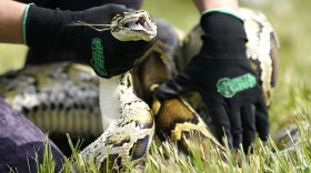A Burmese python is held during a safe capture demonstration where Florida Gov. Ron DeSantis announced at a media event that registration for the 2022 Florida Python Challenge has opened for the annual 10-day event to be held Aug 5-14, Thursday, June 16, 2022, in Miami. The Python Challenge is intended to engage the public in participating in Everglades conservation through invasive species removal of the Burmese python. (Lynne Sladky/AP)