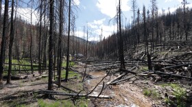 A creek flows centered by rows of black trees burned by a fire.